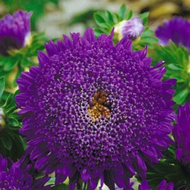 Астра Болеро фиолетовая 