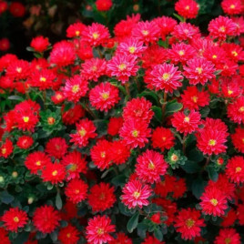 Айстра Трубадур скарлет 