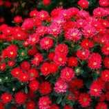 Айстра Трубадур скарлет 