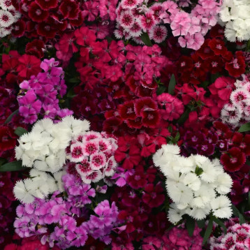 Гвоздика Флорал Лейс F1 mix 