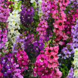 Серена F1 смесь (mix) семена ангелонии однол. (Pan American)