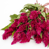 Целозия Сандей cherry 