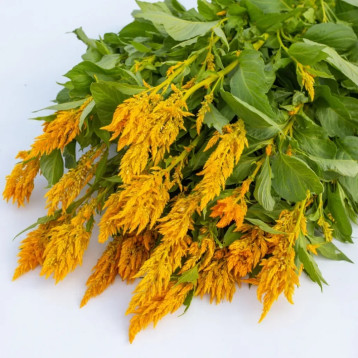 Сандей gold семена целозии перистой (Pan American)