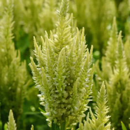 Целозія Сандей green