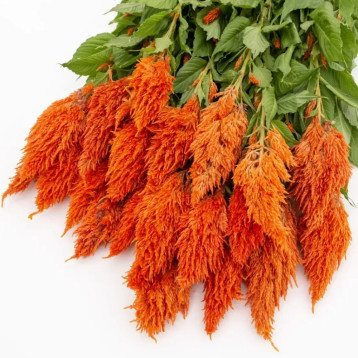 Целозия Сандей orange