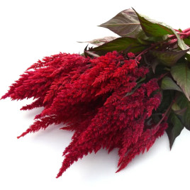 Целозія Сандей wine red