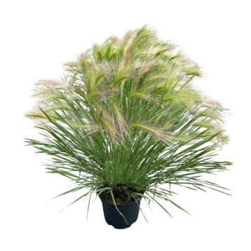 Ячмінь гривастий Ріккі