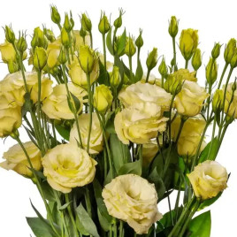 Эустома Флаер F1 (Flare F1) yellow