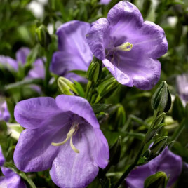 Эрлион (Ерлион) темно-синий семена колокольчика персиколистного (Syngenta)