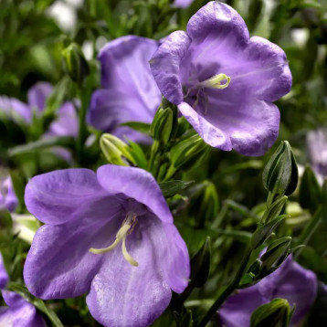 Эрлион (Ерлион) темно-синий семена колокольчика персиколистного (Syngenta)