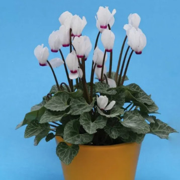 Цикламен мини Аннели