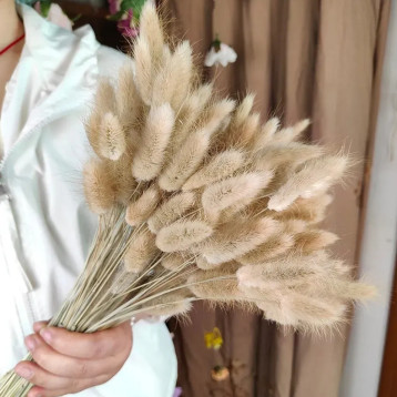 Банні насіння лагуруса (зайцехвіст)