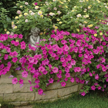 Вейв F1 lavender семена петунии ампельной 90-120см (Pan American)