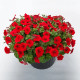 Фотофиниш F1 красная (red) семена петунии каскадной 35см (Syngenta)