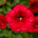 Фотофиниш F1 красная (red) семена петунии каскадной 35см (Syngenta)