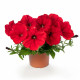 Фотофиниш F1 красная (red) семена петунии каскадной 35см (Syngenta)