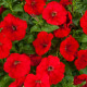 Фотофиниш F1 красная (red) семена петунии каскадной 35см (Syngenta)
