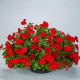 Фотофиниш F1 красная (red) семена петунии каскадной 35см (Syngenta)