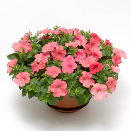 Фотофініш F1 salmon насіння каскадної петунії 35см (Syngenta)