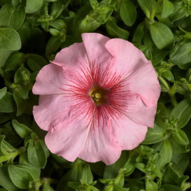 Гало F1 Салмон (Salmon) лососевая з прожилками семена петунии мультифлора 20-25 см (Cerny)