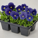 Інспаєр Плюс F1 тру блу насіння віоли (Benary)