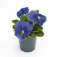 Інспаєр Плюс F1 тру блу насіння віоли (Benary)