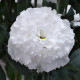 Кореллі F1 white насіння еустоми махр. 70-90см (Takii Seeds)