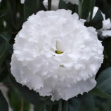 Кореллі F1 white насіння еустоми махр. 70-90см (Takii Seeds)