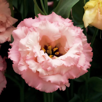 Корелли F1 apricot семена эустомы махр. 70-90см (Takii Seeds)