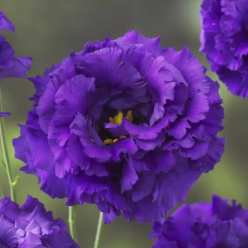 Корелли F1 blue семена эустомы махр. 70-90см (Takii Seeds)