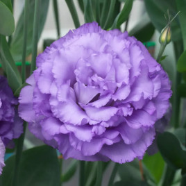 Корелли F1 lavender семена эустомы махр. 70-90см (Takii Seeds)