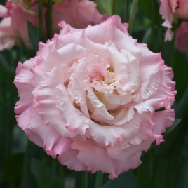 Корелли F1 light pink семена эустомы махр. 70-90см (Takii Seeds)