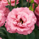Кореллі F1 rose насіння еустоми махр. 70-90см (Takii Seeds)