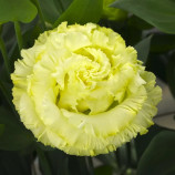Кореллі F1 yellow насіння еустоми махр. 70-90см (Takii Seeds)