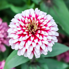 Свиззл F1 cherry-ivory семена циннии низкорослой 20-25см (Syngenta)