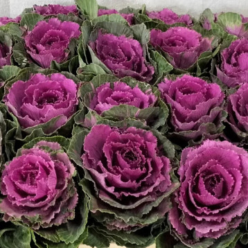 Крейн F1 ruby насіння декоративної капусти (Takii Seeds)