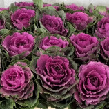 Крейн F1 ruby семена капусты декоративной (Takii Seeds)