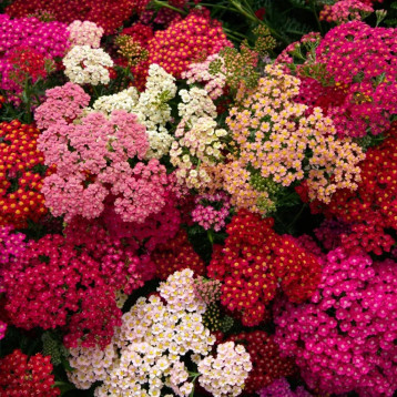 Саммер F2 berries семена ахиллеи (тысячелистника обычного) 50-60 см (Takii Seed)