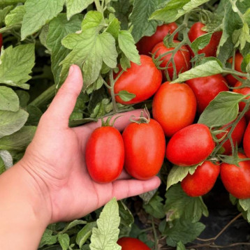 Филикса F1 семена томата дет. раннего слив. 80-100 гр. красный (Rijk Zwaan)