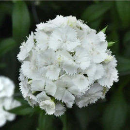 Свит F1 белая (white) семена гвоздики турецкой на срез 45-90см (Pan American)