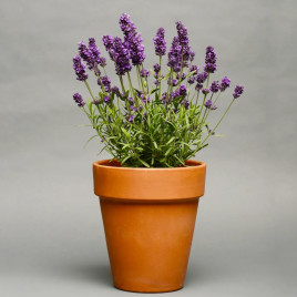 Лаванс deep purple семена лаванды 25-30см (Pan American)