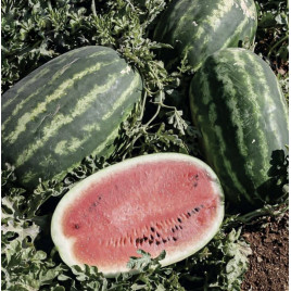 Хала F1 семена арбуза тип кр.св. среднераннего 65-70 дн.12-16 кг овал. (Solare Sementi)