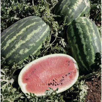 Хала F1 семена арбуза тип кр.св. среднераннего 65-70 дн.12-16 кг овал. (Solare Sementi)