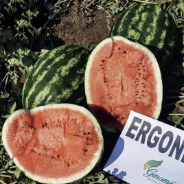 Эргони F1 семена арбуза тип кр.св. среднераннего 65 дн.12-14 кг овал. (Solare Sementi)