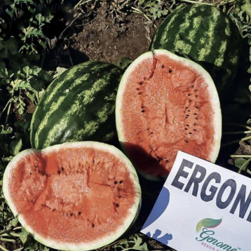 Эргони F1 семена арбуза тип кр.св. среднераннего 65 дн.12-14 кг овал. (Solare Sementi)