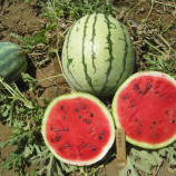 Анжеліна F1 насіння кавуна тип Чарльстон Грей раннього 4-5 кг овал. (United Genetics)