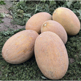 ТС 18-0601 F1 семена дыни 4-6 кг овал. (Solare Sementi)