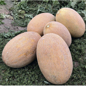 ТС 18-0601 F1 семена дыни 4-6 кг овал. (Solare Sementi)