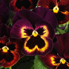 Матрикс F1 sangria семена виолы 20см (Pan American)