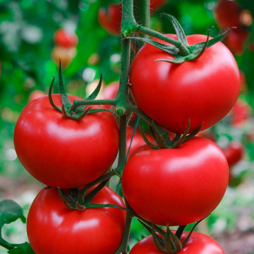 Квантум F1 семена томата индет. раннего 70-72 дн. окр. 240-280 гр. красный (Manier)